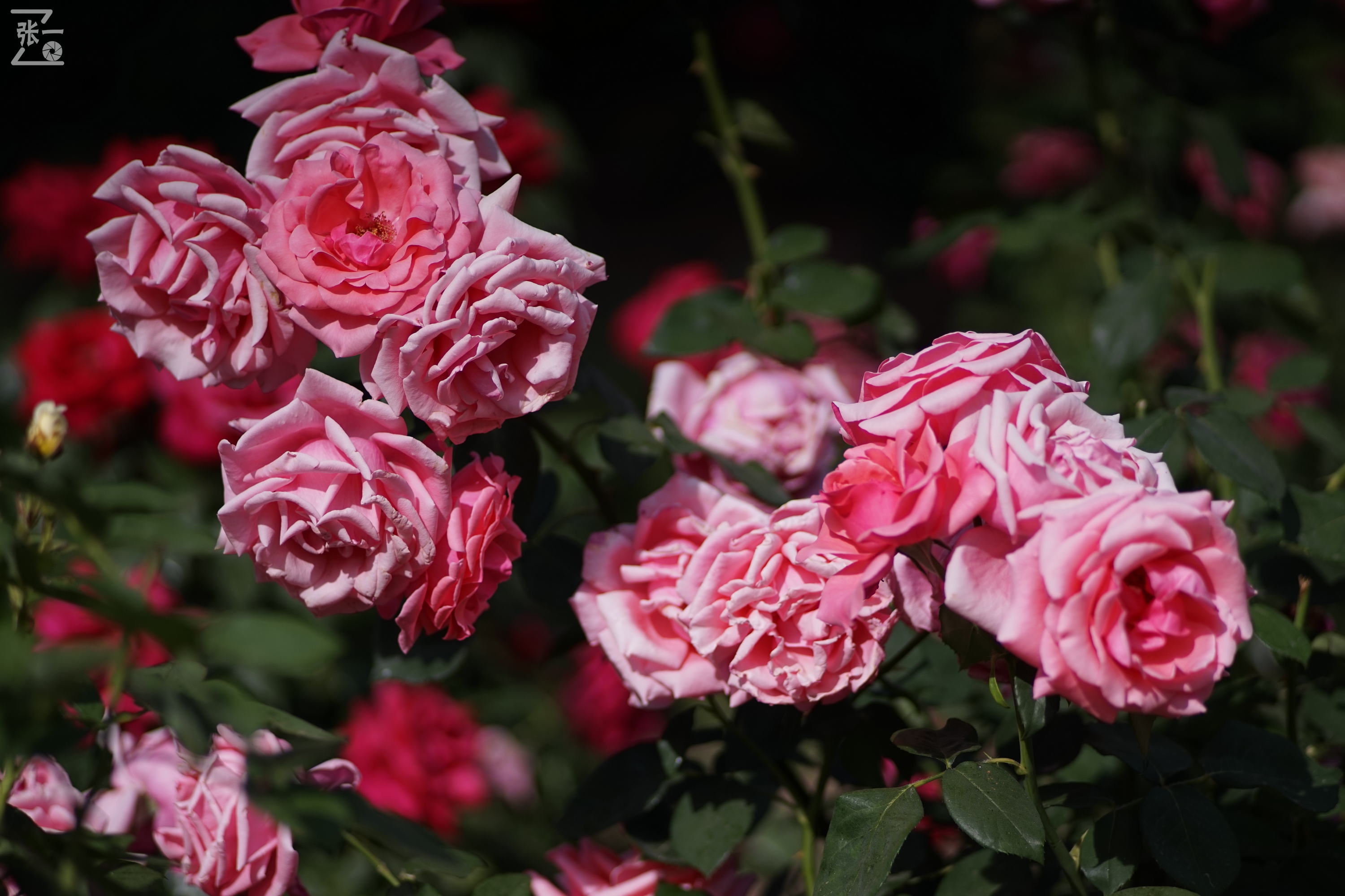 蔡司sonnar50毫米,蔡司sonnar镜头生产年份