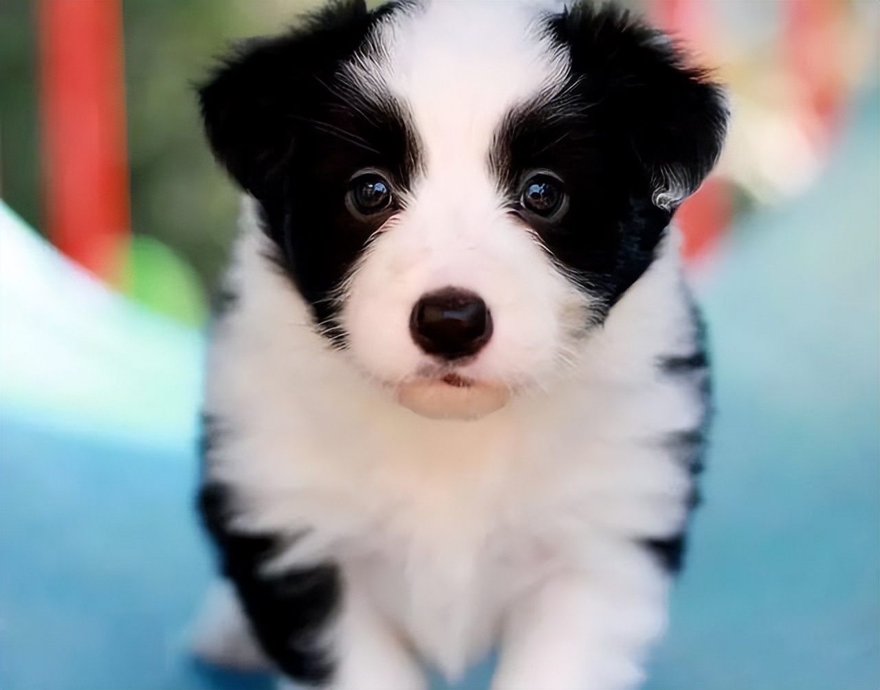 什么狗比较温顺不乱叫,哪种狗最聪明温顺可爱