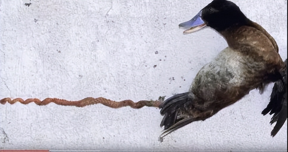 动物的择偶标准,动物择偶