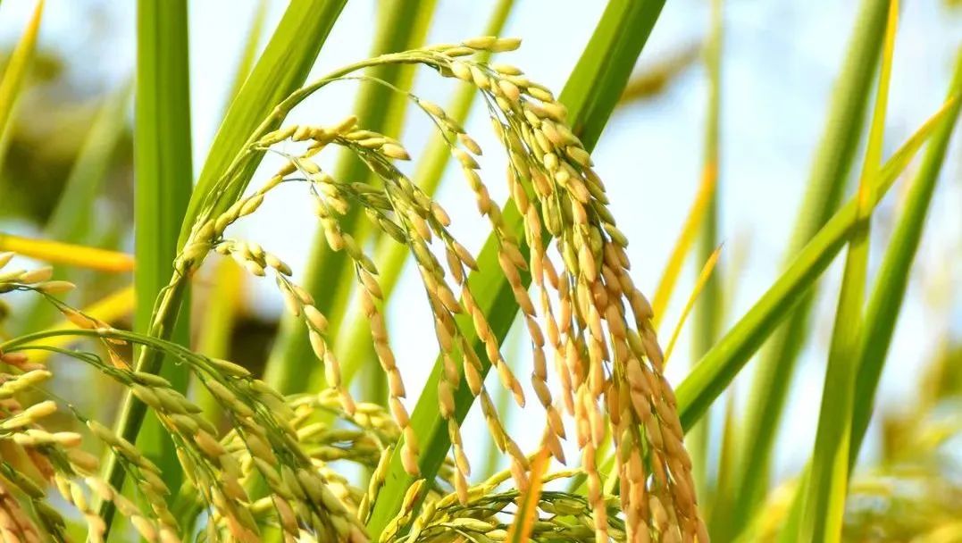 二十四节气立夏美文,立夏节气语录