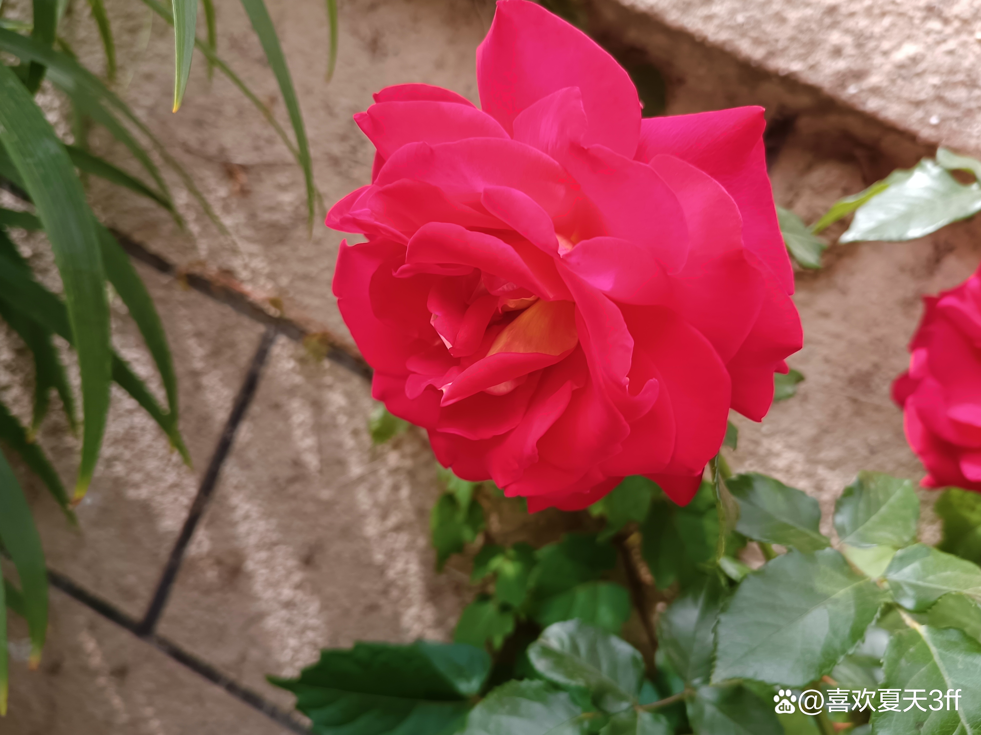 适合端午节的鲜花,端午节前送什么礼品比较好