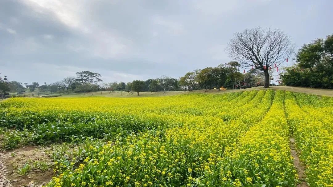厦门十大最美花海,盘点厦门最美花海的地方