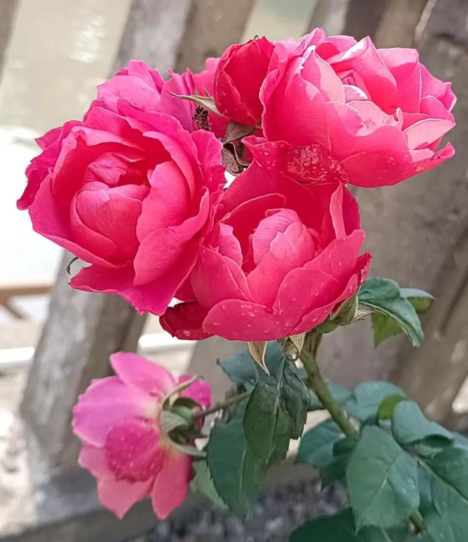 认识各种花的寓意,认识各种花的名称