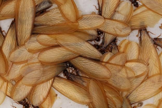 家白蚁和散白蚁哪个危害大,白蚁高发季全文