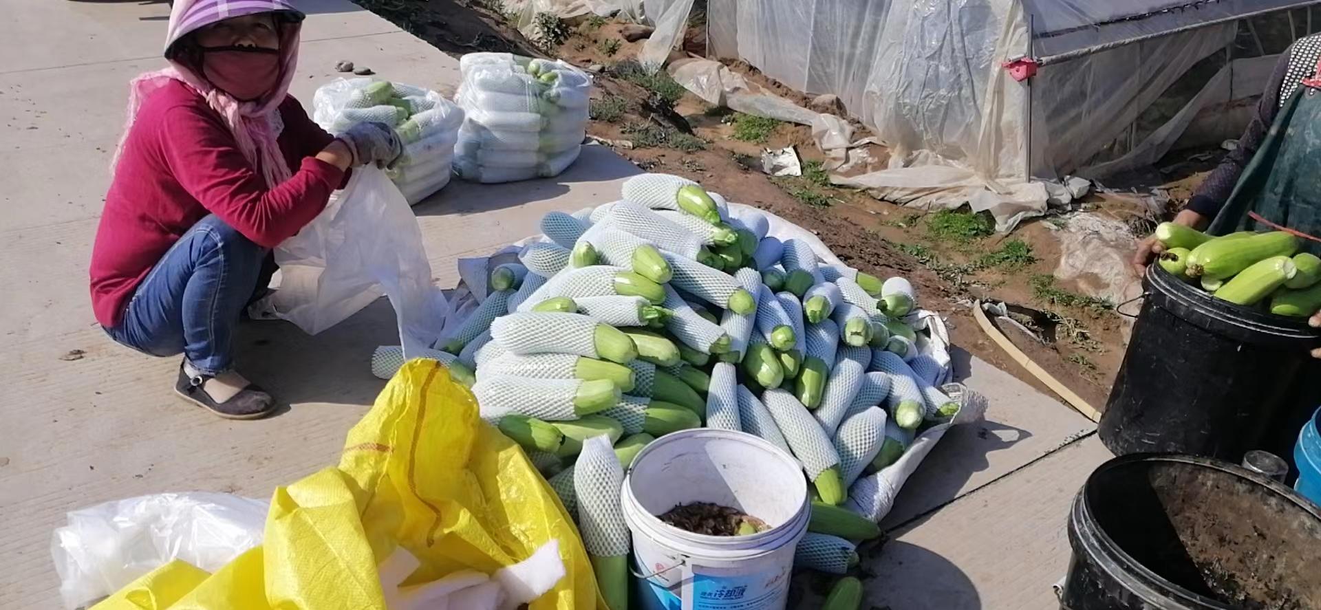 雷湾村发展生态农业助力农民增收,河口农业引领乡村振兴