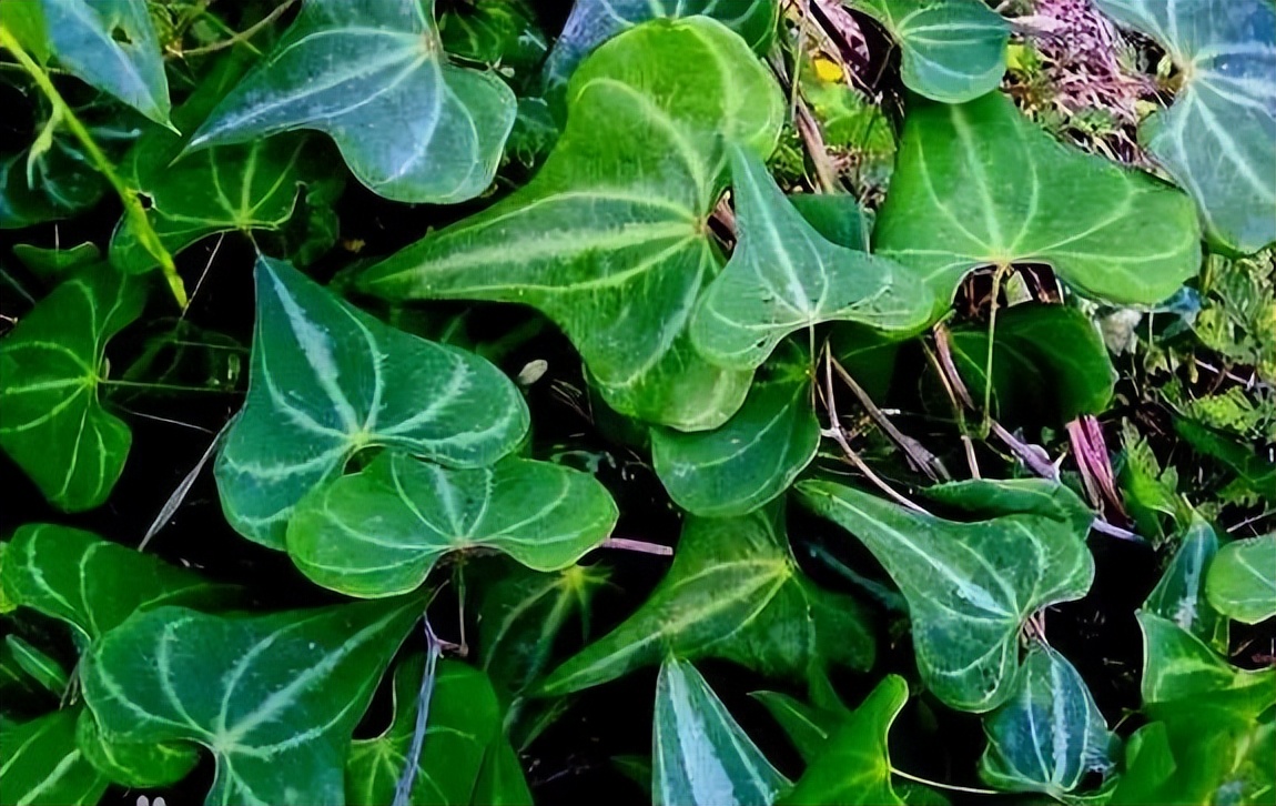 植物识别小口诀，总结的太全了！