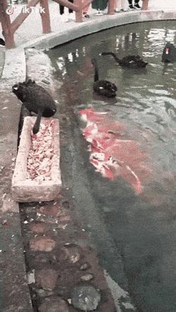 100个难得一见的照片,106个难得一见的照片