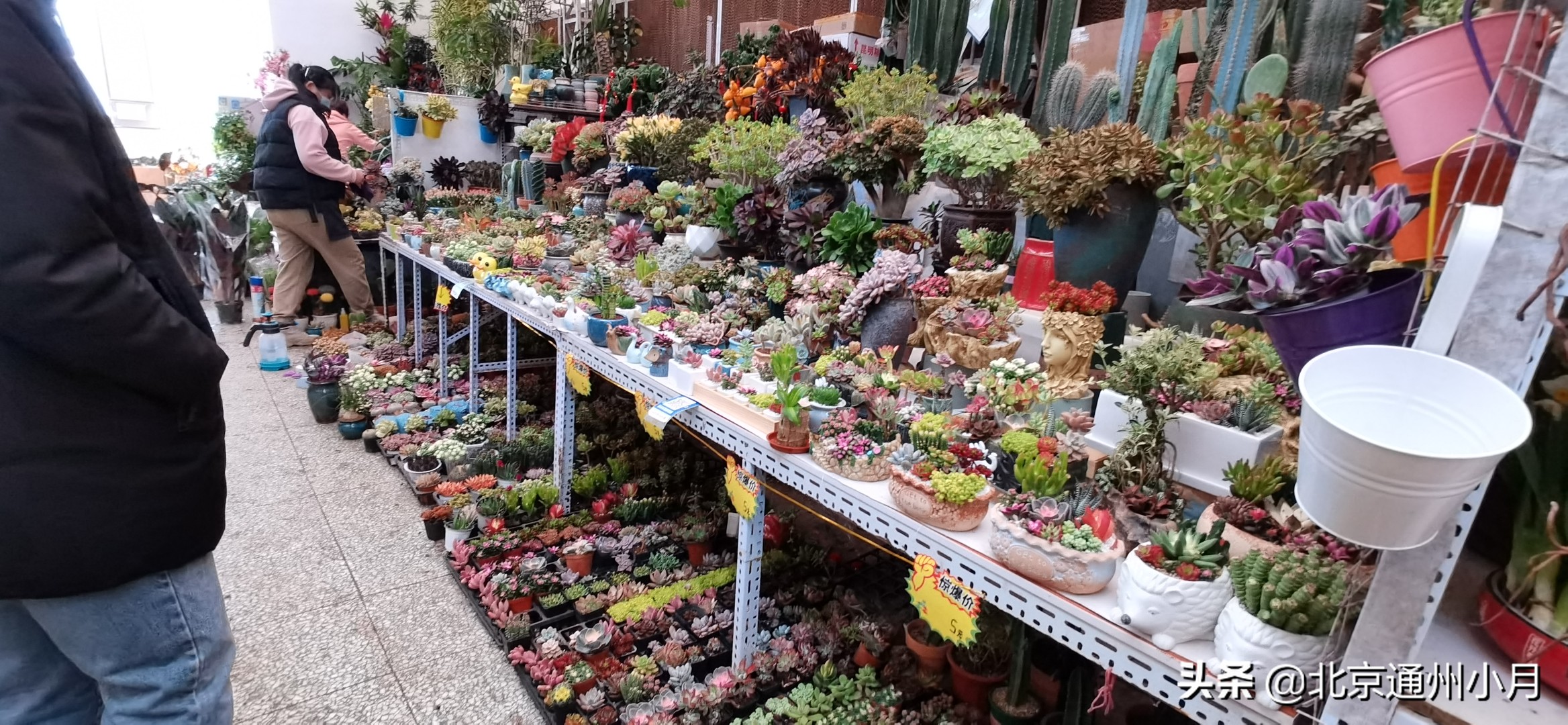 北京周边大型花市,北京花市推荐