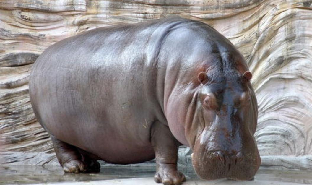 河马的皮肤很粗糙,河马的皮肤像什么