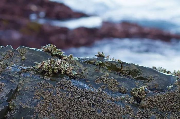 中国人吃藤壶,哪个地方的人吃藤壶