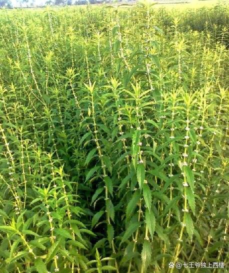 麻城腌制地藕教程,农家腌地藕