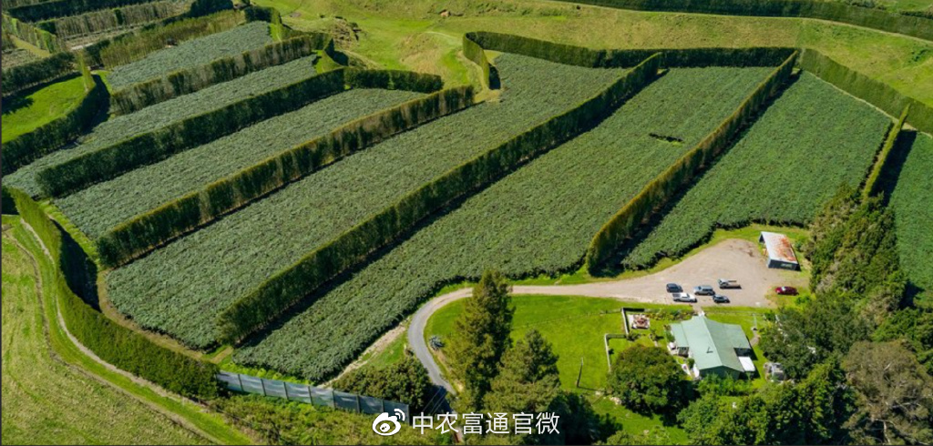 农旅融合，这个奇异果小镇有什么秘诀？