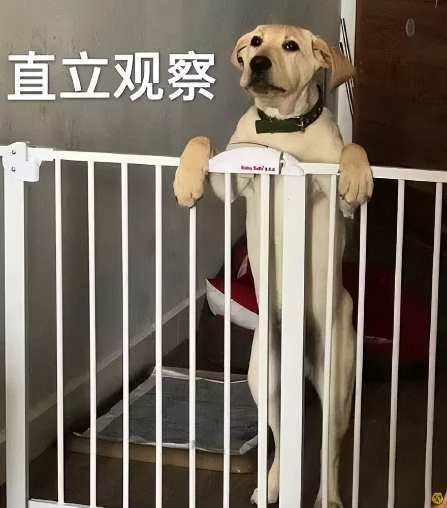 哪种狗聪明智商高,不要小看了狗狗的智商