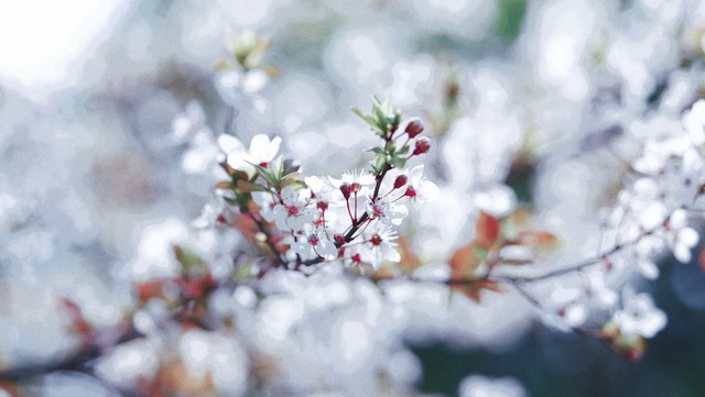 生命存在的四个条件,生命的真相就是返本归真