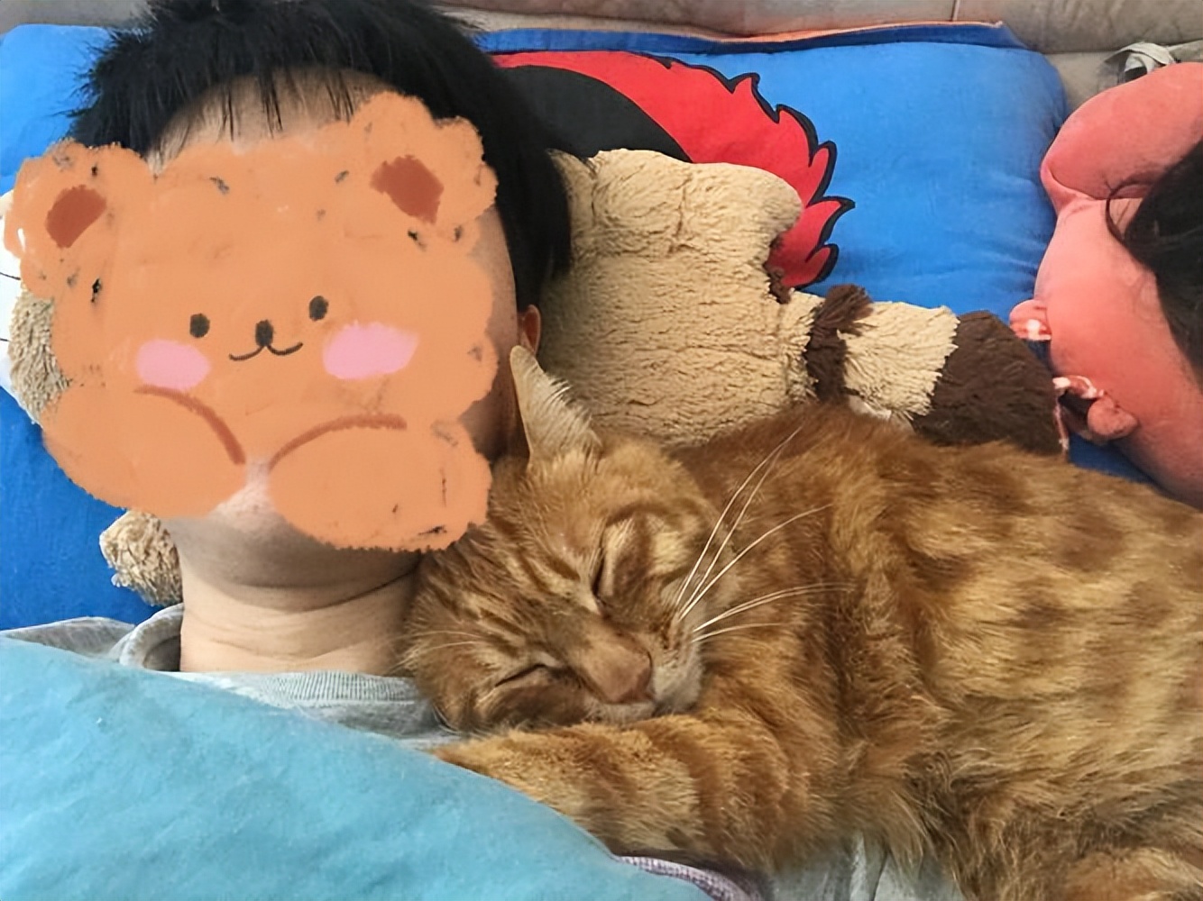 橘猫为什么一直粘着你,橘猫喜欢主人有哪几种表现