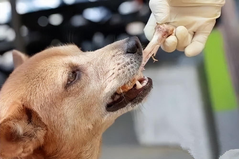 狗狗突然尿血伴有呕吐是什么原因,铲屎官必备最全狗狗呕吐原因分析