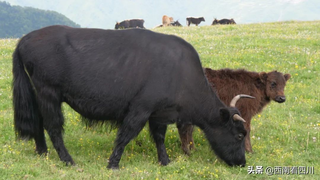 鍥涘窛闃垮潩宸為粦姘村幙鐭ユ湪鏋椾埂,榛戞按鍘跨煡鏈ㄦ灄涔$淮澶氭潙