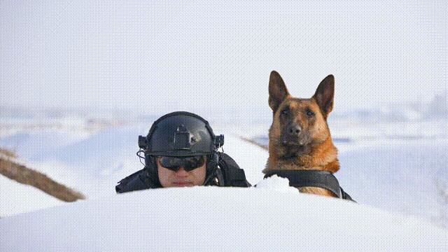 为什么太聪明的狗不适合当警犬,警犬的训犬员能自己挑选犬吗