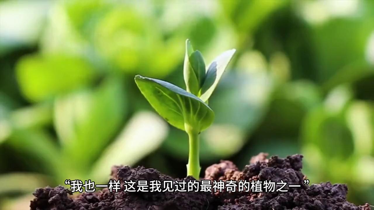 蒜苗小蒜,蒜苗小蒜苗