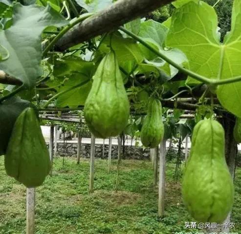 佛手瓜今年种植明年是否还能结瓜,佛手瓜要切开用里面的种子种植