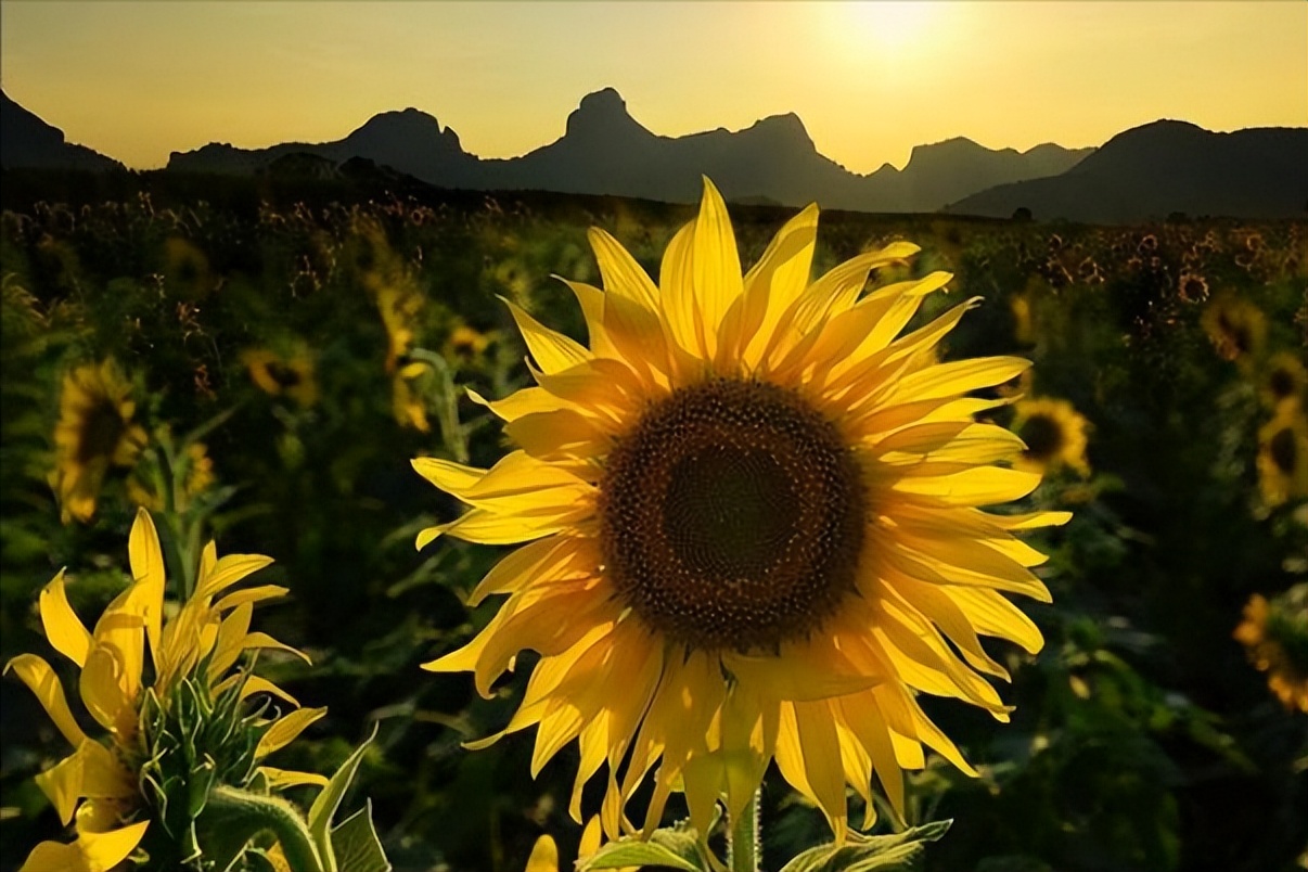 通过对向日葵中重金属含量的研究,进一步了解其种子发芽的特性