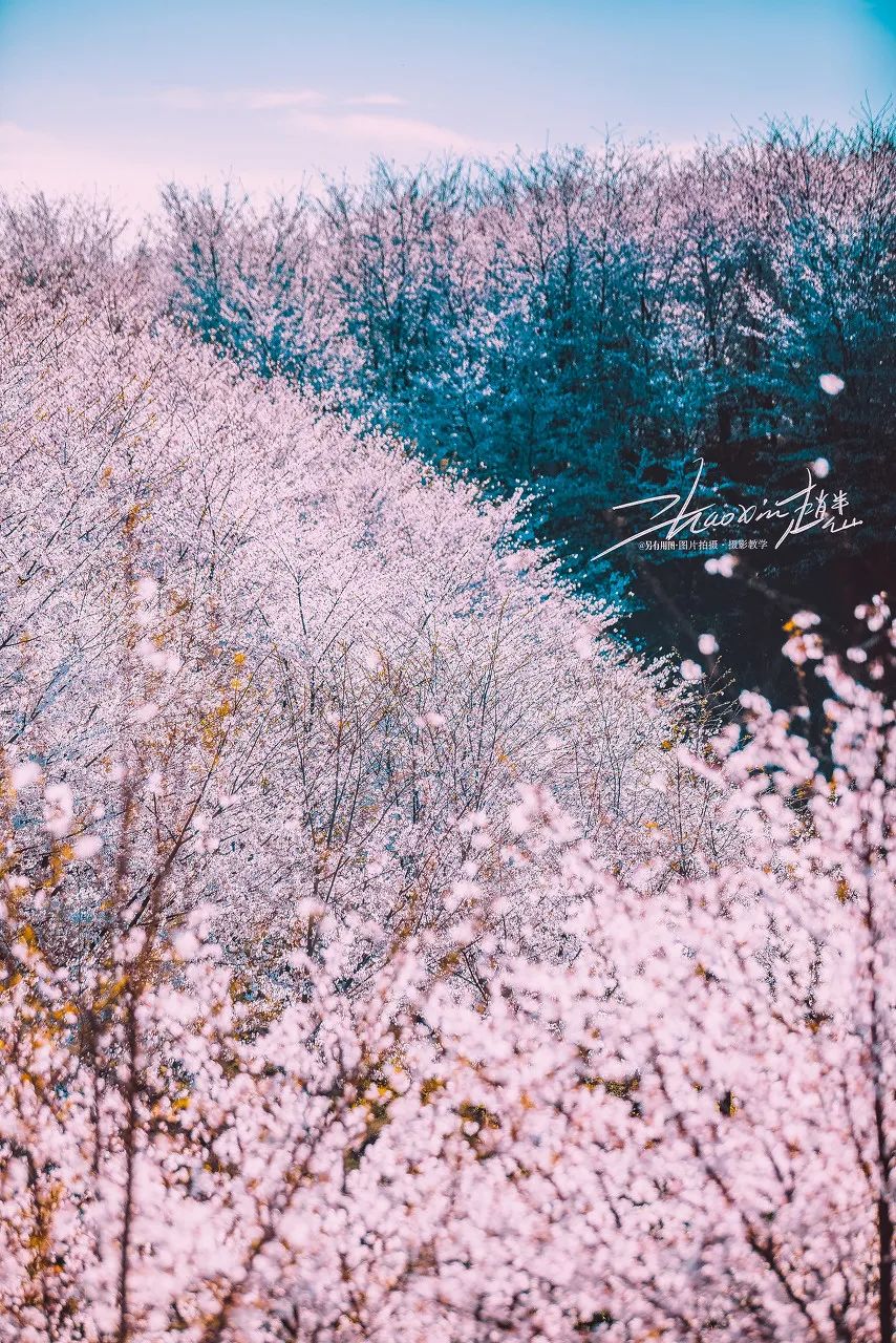 贵州安顺平坝万亩樱花园,安顺平坝樱花园面积有多少