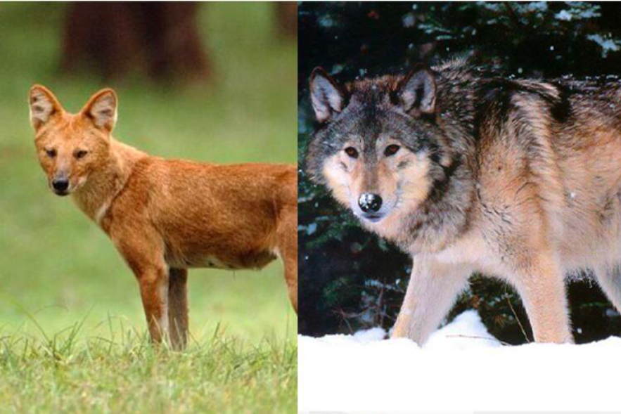 野猪的天敌都有哪些,野猪的天敌能打得过猎豹吗