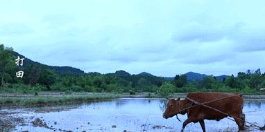 李子柒怎么会有那么大的院子,李子柒隐居山林度过惬意时光