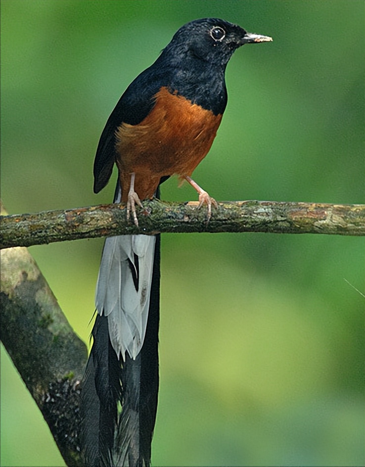 鸟儿大全高清图,高清珍稀鸟动态图片大全