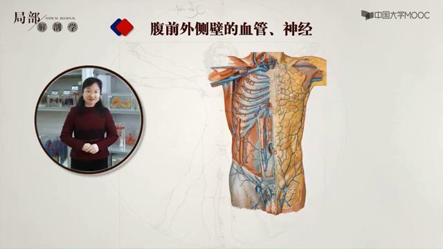 腹部影像解剖知识点,局部解剖学腹部知识点总结