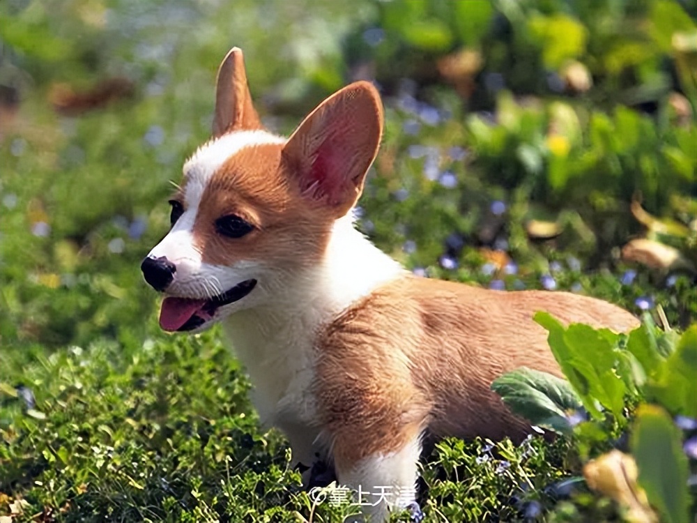 天津上狗证是免费打疫苗吗,在天津养狗需要办狗证吗