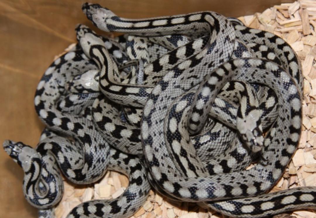 「原来欧洲有这么多种蛇？！」偷师卡塞尔的豢龙大师·下