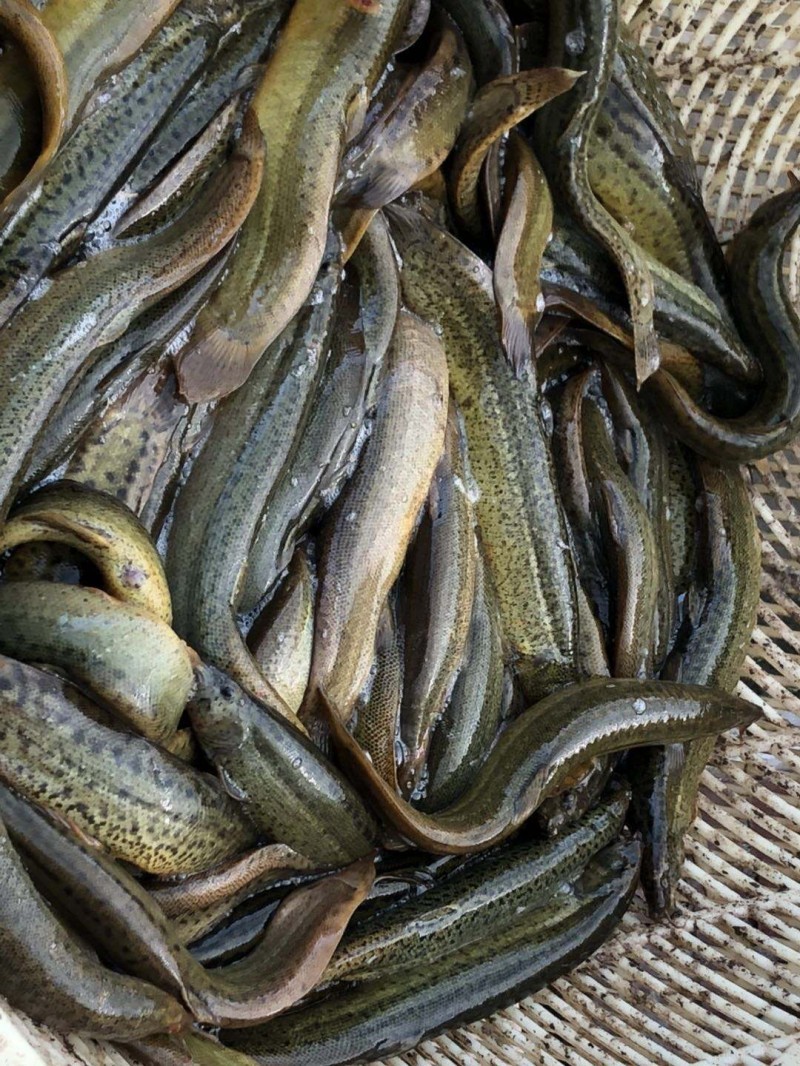 泥鳅养殖病害防治方案,养殖泥鳅易出现的病害