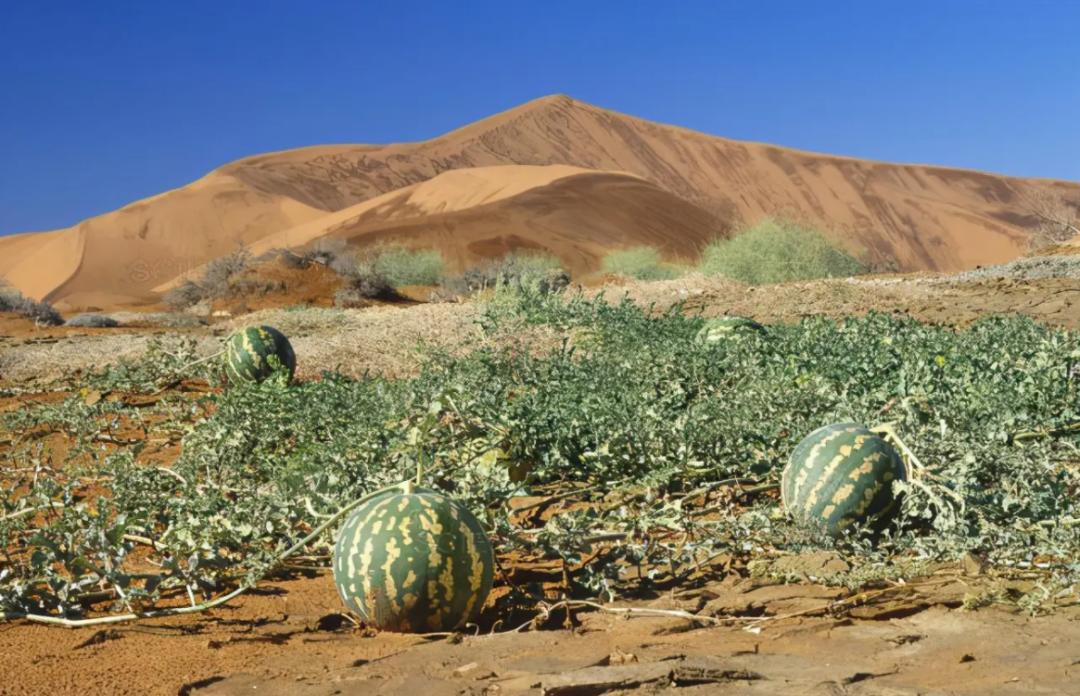 戈壁西瓜的危害究竟有多大,戈壁西瓜禁止种植了吗