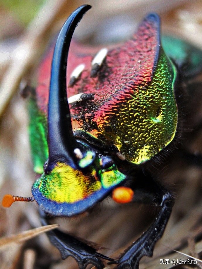 世界上最奇怪最大最恐怖的蛇图片,世界上十大恐怖诡异蛇