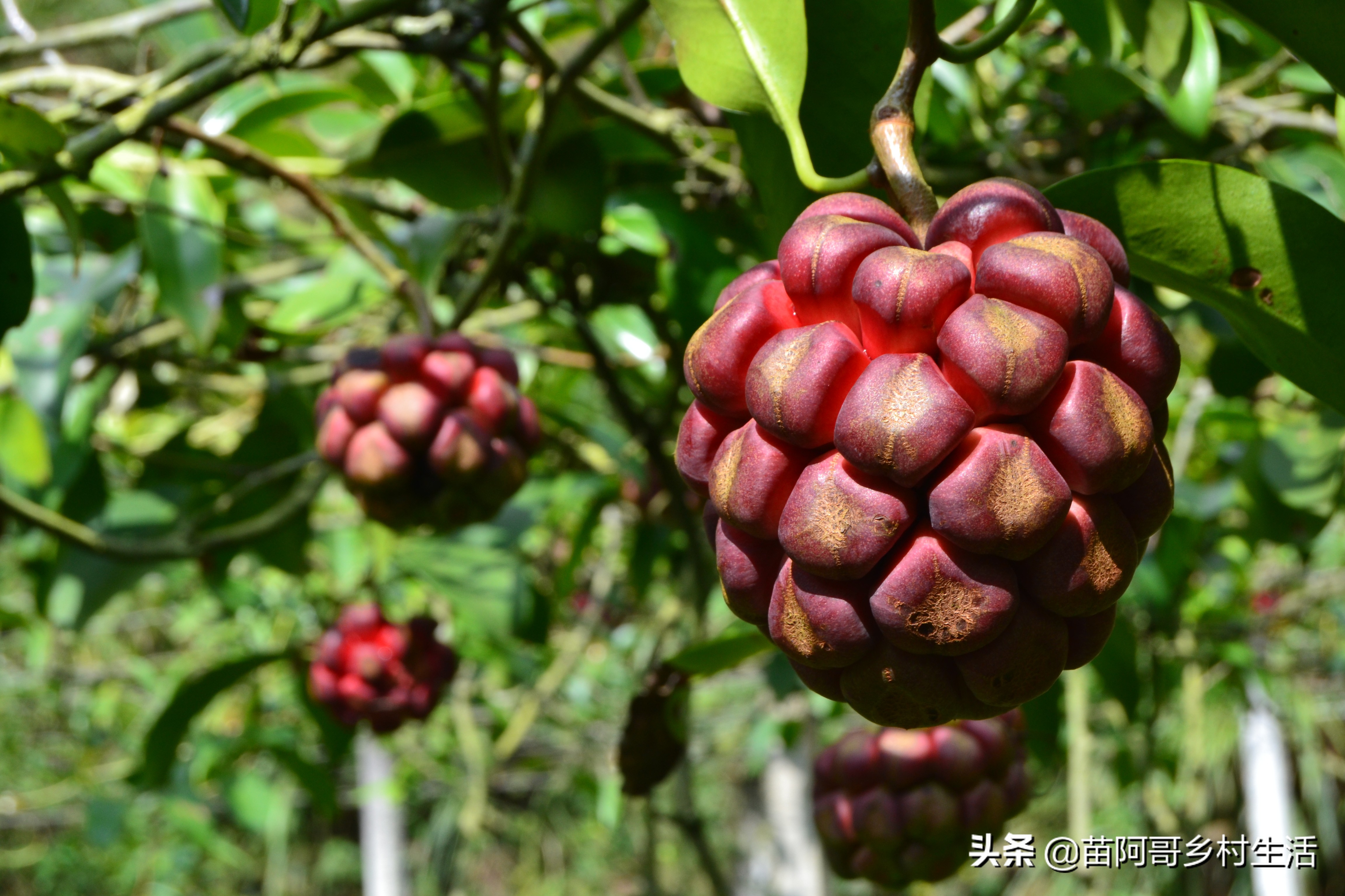 这种像葡萄一样的水果叫什么,长得像足球一样的水果