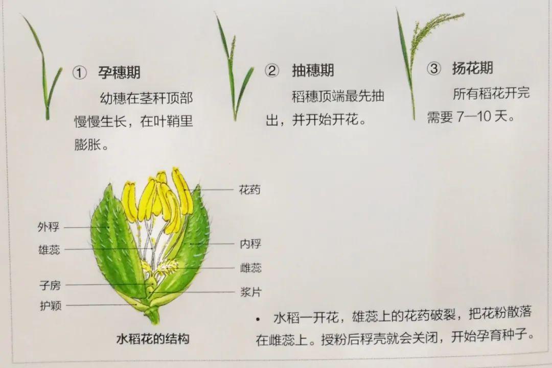 促进水稻氮素吸收利用的途径,促进水稻根系生长的措施