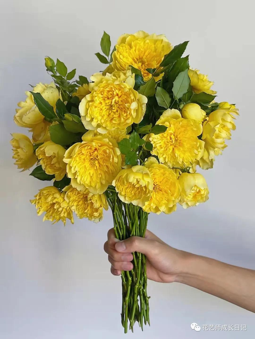 100朵玫瑰vol.50|烟花波浪玫瑰，菊里菊气，花开如烟火