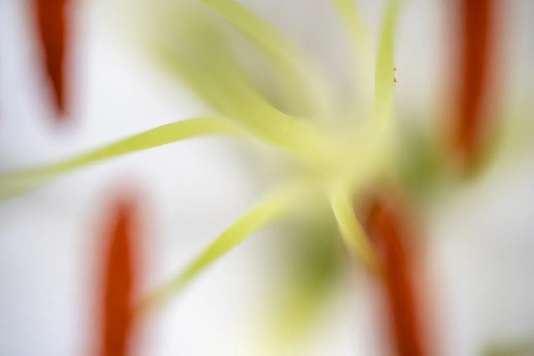 老蛙100mmf2.8微距的使用方法,老蛙100mm微距镜头实用测评