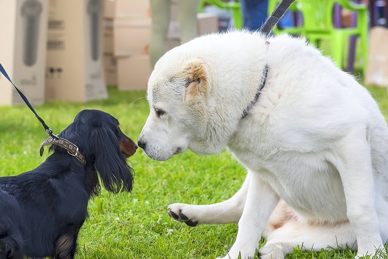 狗狗之间的6种交流方式,你全都知道吗?