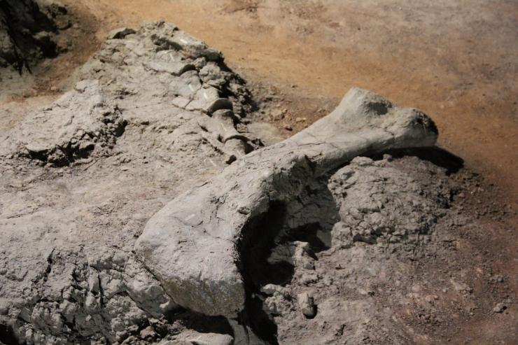 「共舞长江经济带」恐龙的五大千古之谜中，有几个人不应该被忘却