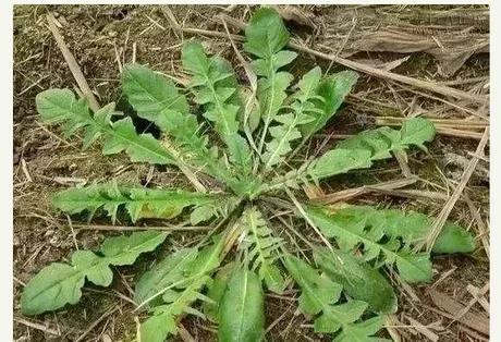 荠菜是一种野菜,荠菜又叫什么菜它的功效