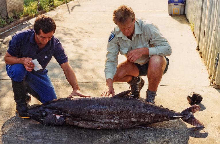 油鱼有多可怕,油鱼到底有多可怕