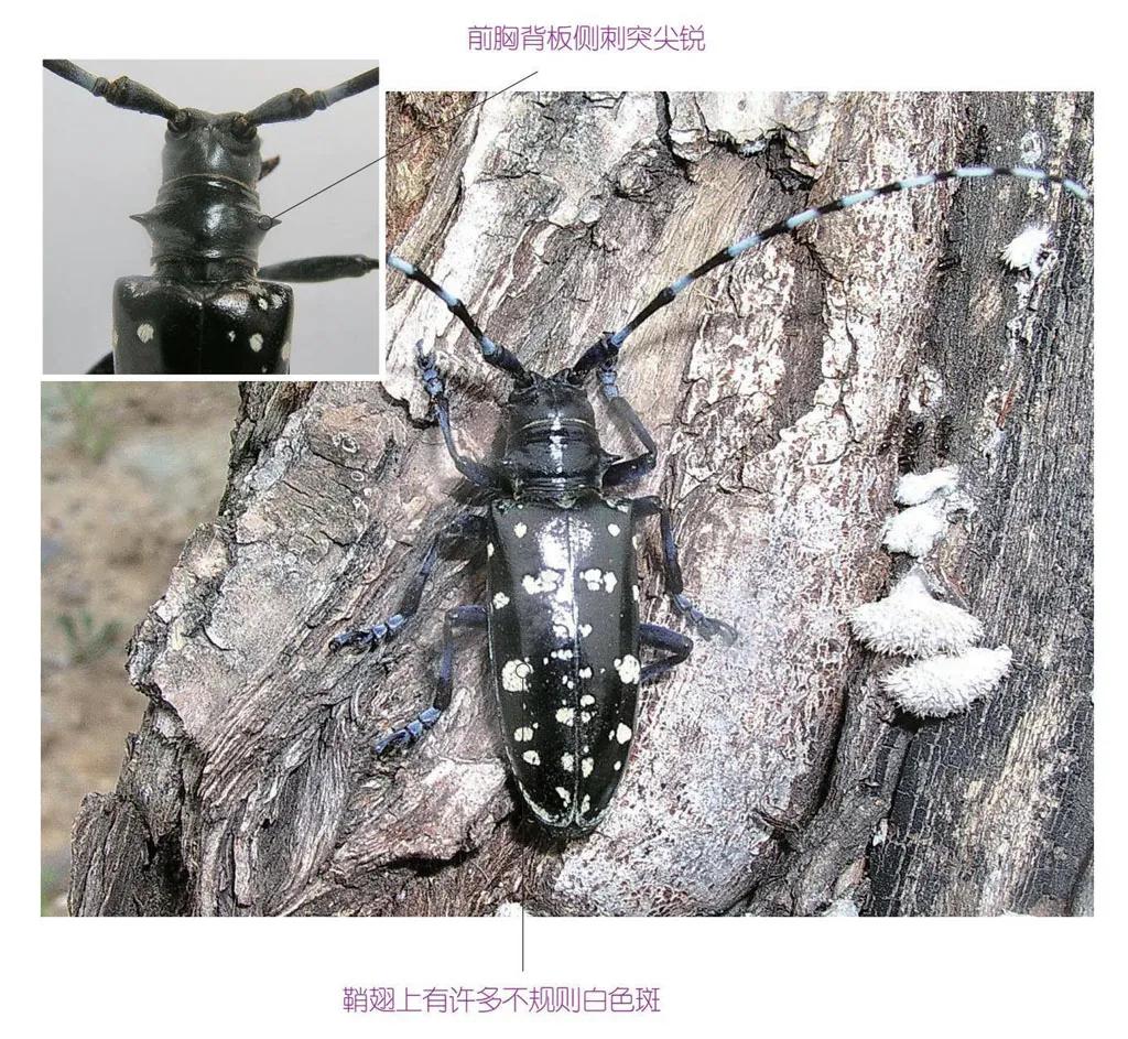 32种昆虫简介思维导图,32种食用植物