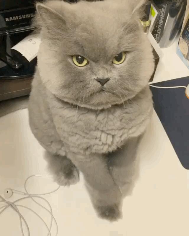 捡来猫咪养不熟的表现,领养的猫咪不粘人养不熟怎么办