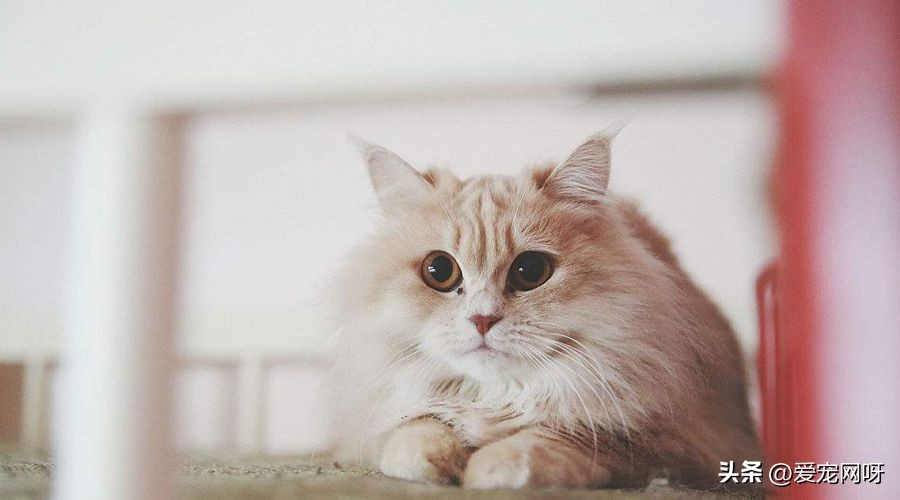 猫咪品种大全及图片,猫咪品种大全视频