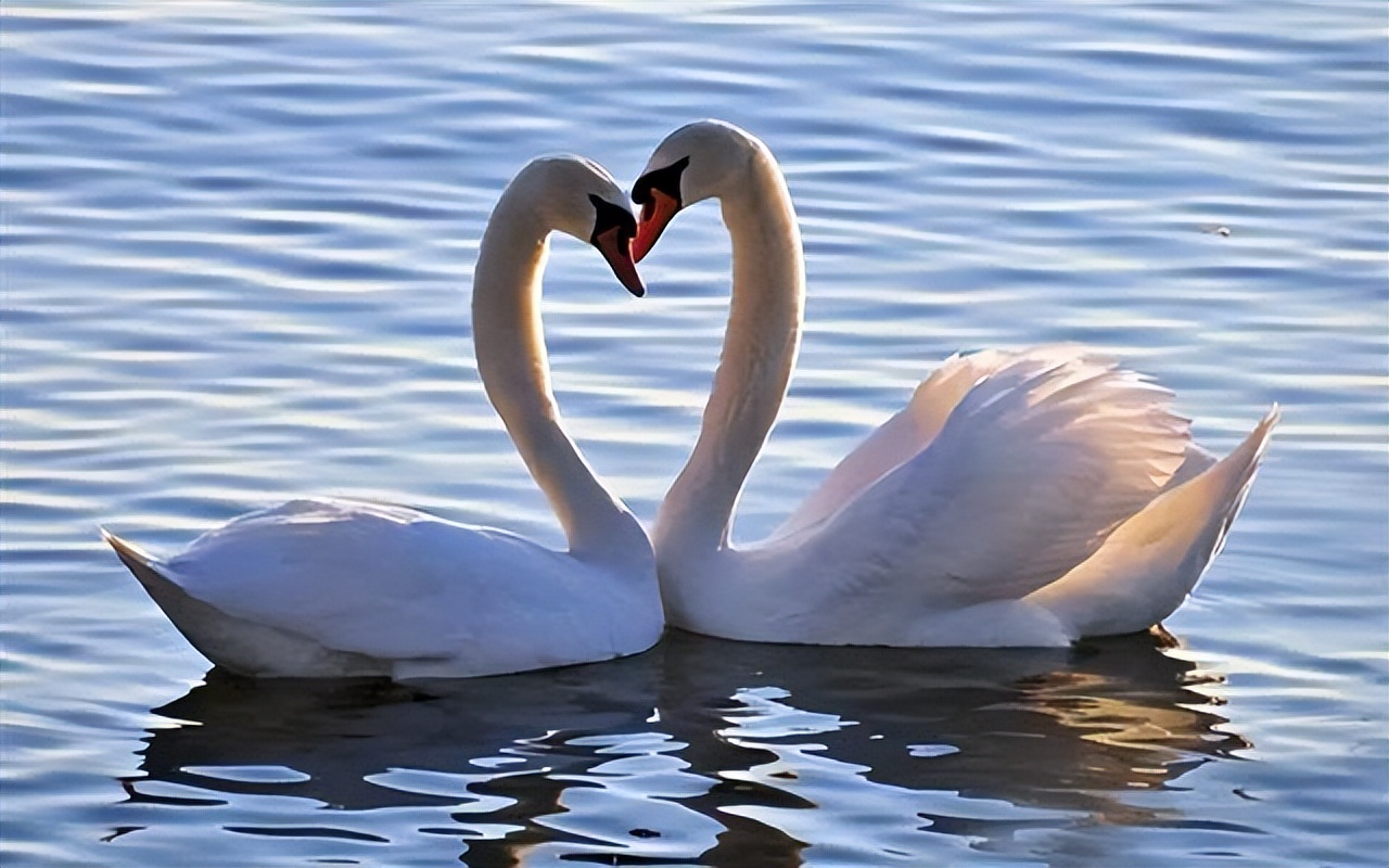 天鹅理查德克莱德曼演奏,天鹅理查德克莱德曼教学