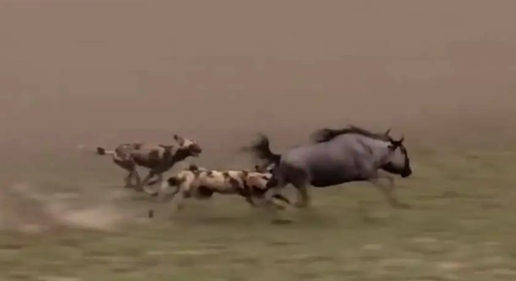 进击的狗群：非洲野狗在三年内，干掉了五十多只狒狒