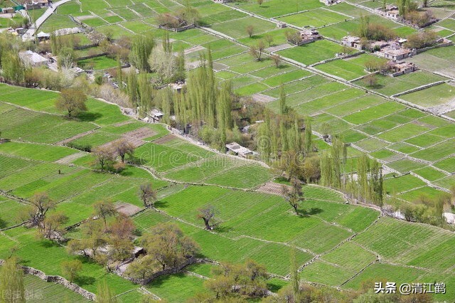 杨树发芽生了带壳小虫,杨树刚发芽就枯萎用什么药灌