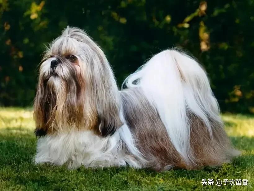 狗的种类常见宠物狗的品种及特点,宠物狗种类及特点